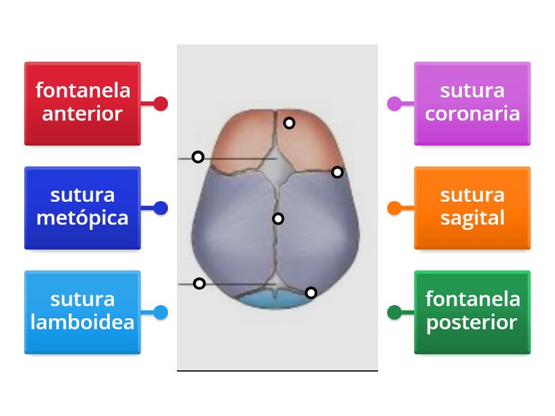 bobeda del craneo - Labelled diagram