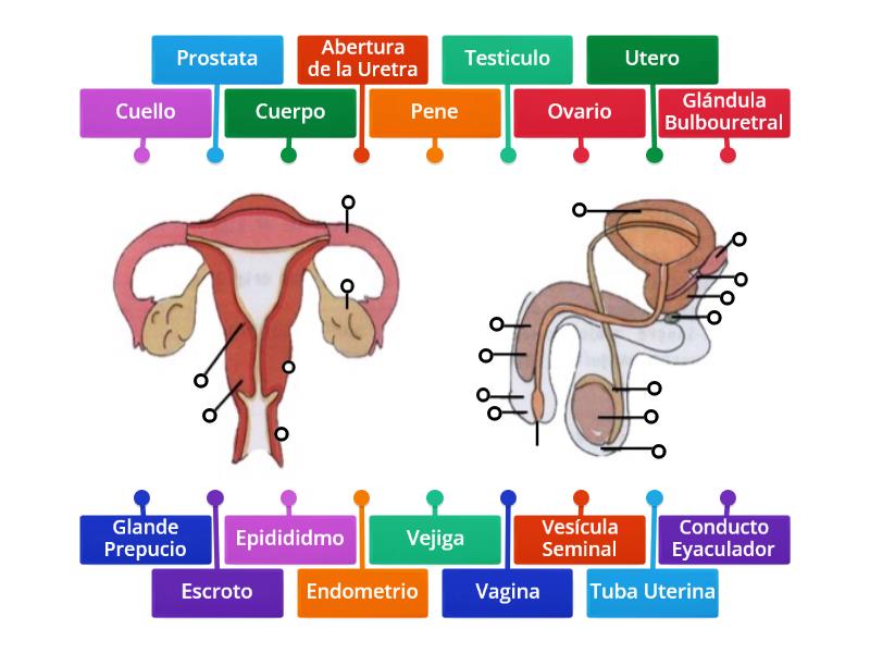 Aparato Reproductor Femenino Y Masculino Labelled Diagram