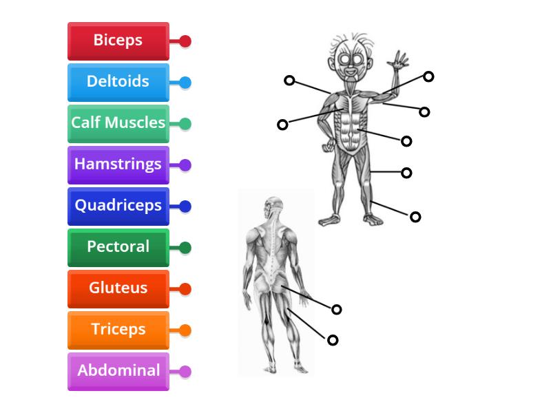 Muscles - 2nd Grade - Labelled diagram