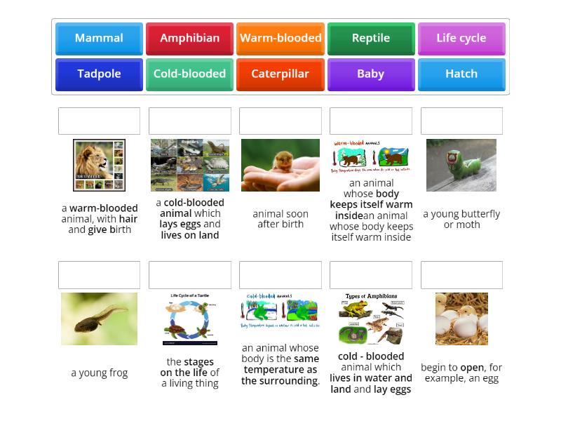 grade-2-science-word-list-week-23-match-up