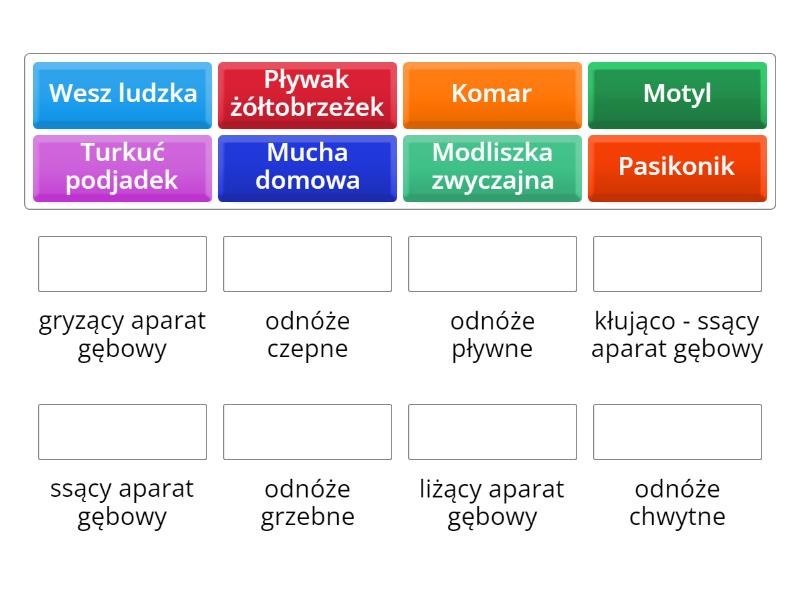 Aparaty gębowe i odnóża u owadów Połącz w pary
