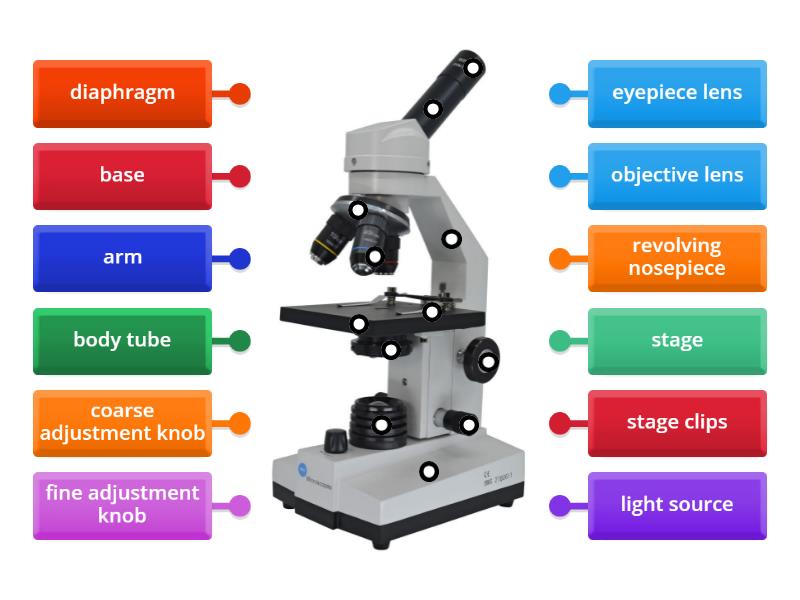Microscope - Label the parts - Labelled diagram
