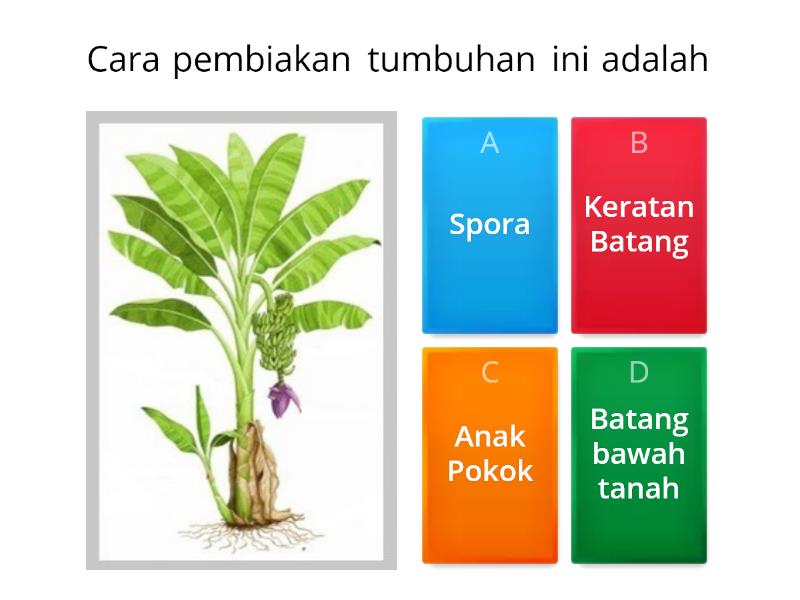 KUIZ PEMBIAKAN TUMBUHAN SAINS TAHUN 3 - Quiz