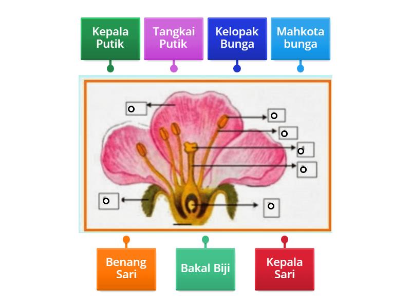 Mengenal Bagian-Bagian Bunga - Labelled Diagram