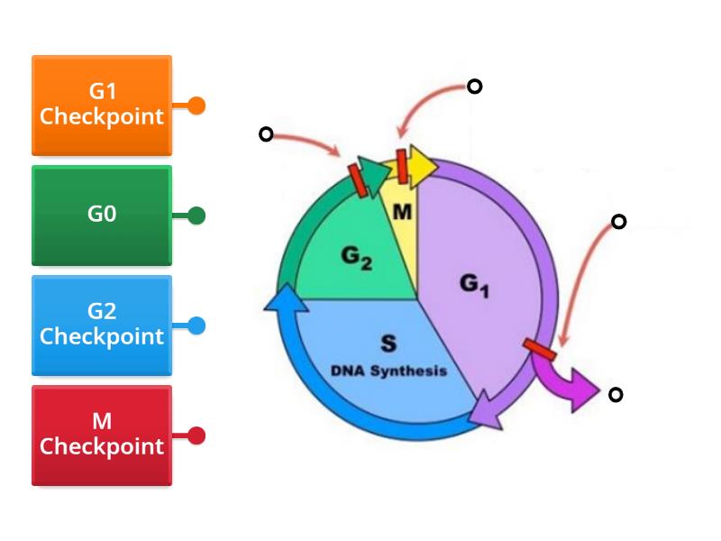 Braes AH Biology Unit 1.5(c) Cell Cycle Checkpoint Diagram - Labelled ...