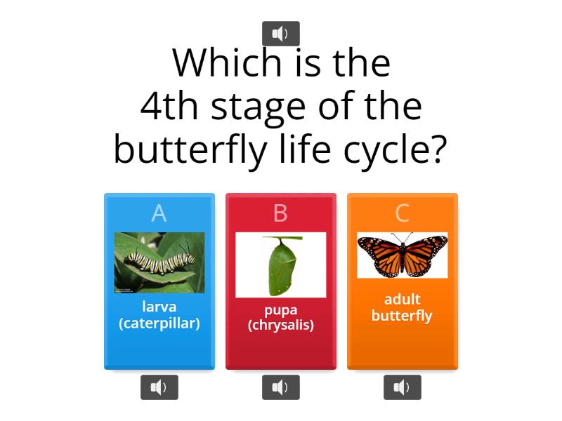 wordwall-butterfly-life-cycle-wordwall-read-aloud-quiz