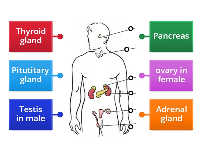 Endocrine glands - Labelled diagram