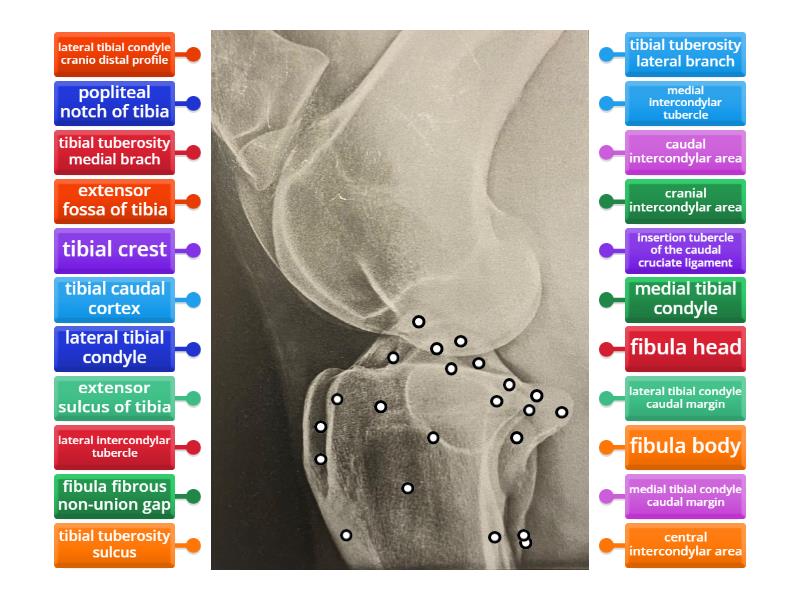 Stifle - Tibia And Fibula - Labelled Diagram