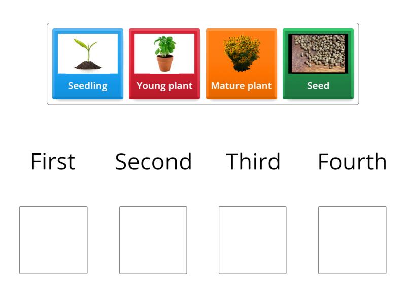 Plant Life Cycle - Group sort