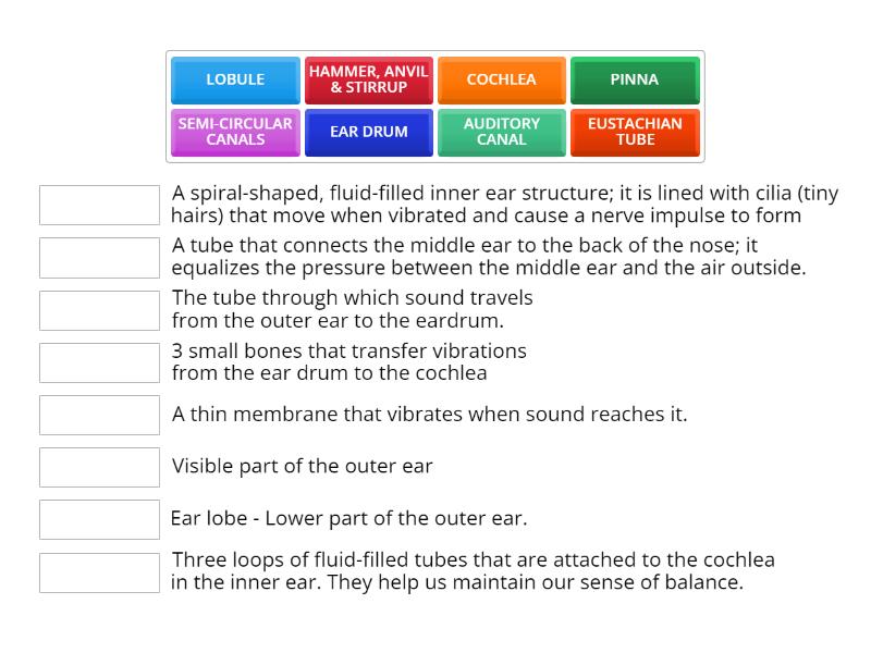Ear structure - Match up