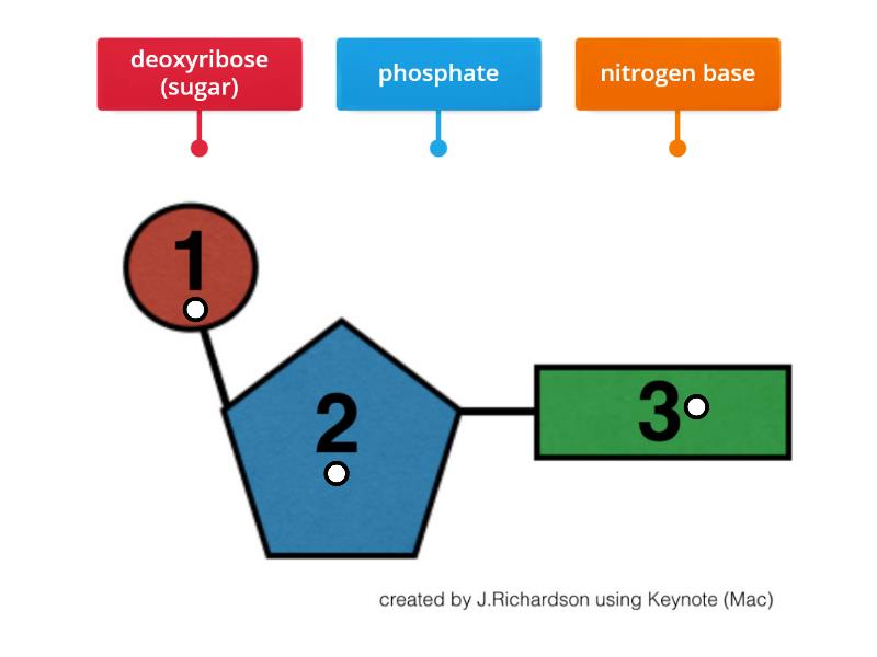 Nucleotide Labeling - Labelled diagram