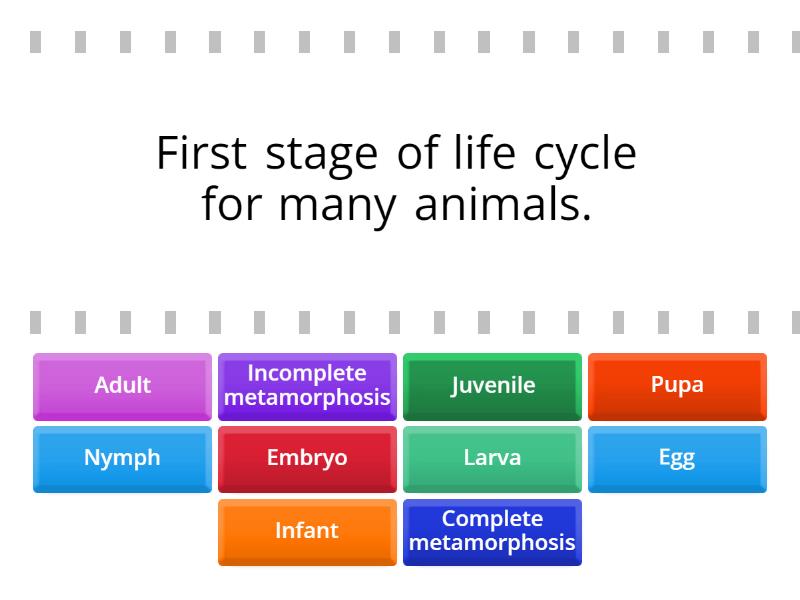 Life cycle def - Find the match