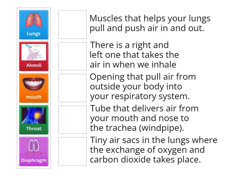 The Respiratory System Activity - Match up