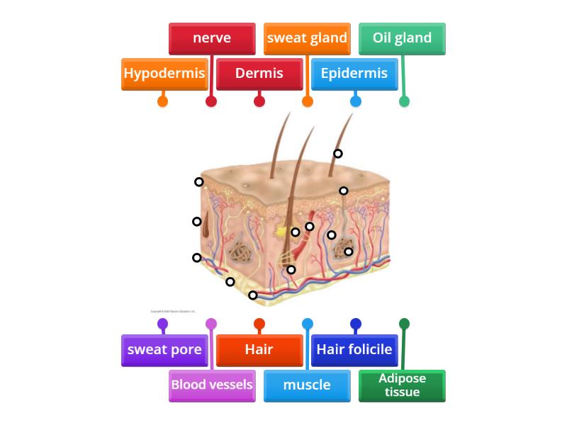 Integumentary System - Labelled diagram