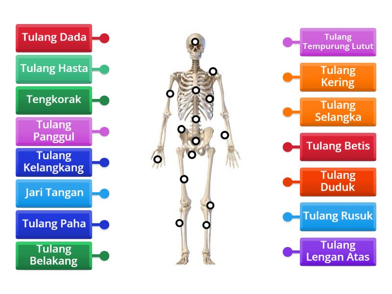 Rangka Manusia Labelled Diagram