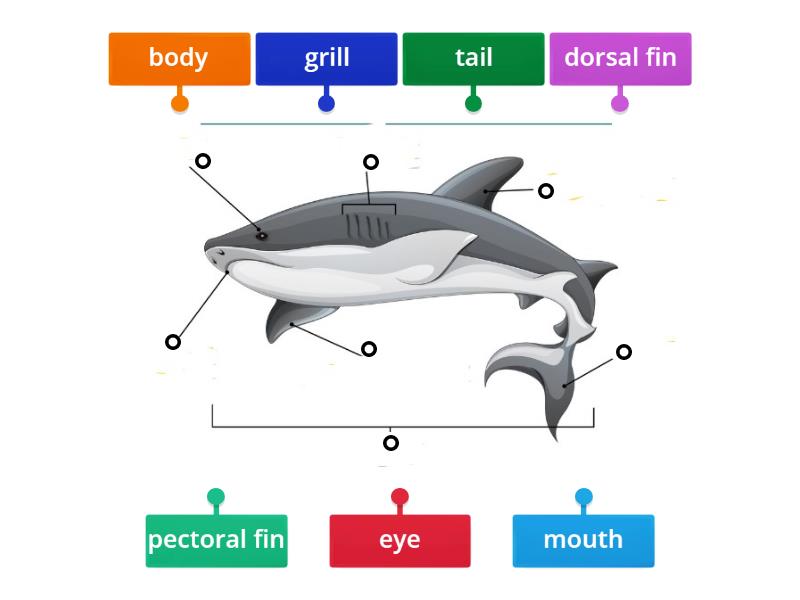 EW2 - P.106, 107: Shark body parts - Labelled diagram