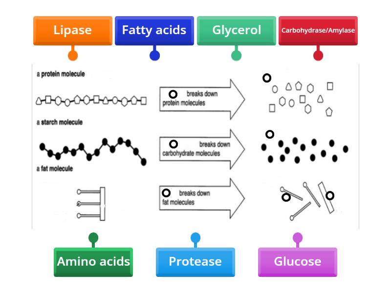 KS3 Enzymes & Digestion - Labelled diagram