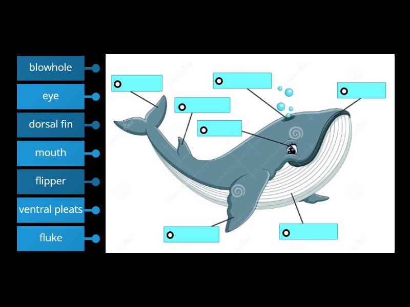 Blue Whale - Labelled diagram