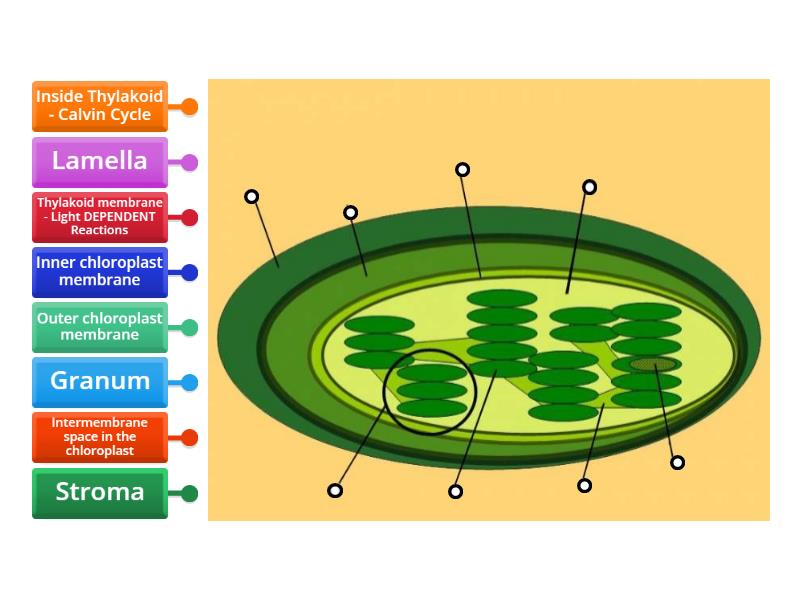 Chloroplast Labeling Wordwall - Labelled diagram