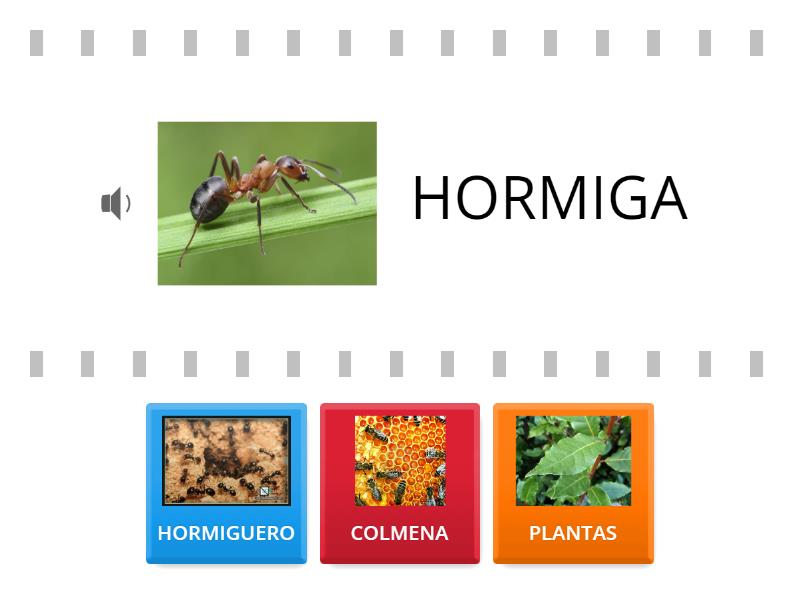 ¿DÓNDE VIVEN LOS INSECTOS ? - Find the match