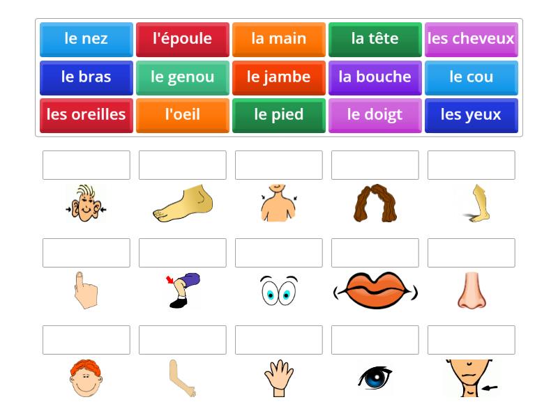 Vocabulaires - Les parties du corps - Match up