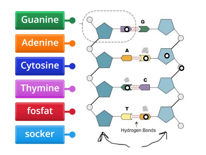 DNA - Labelled diagram