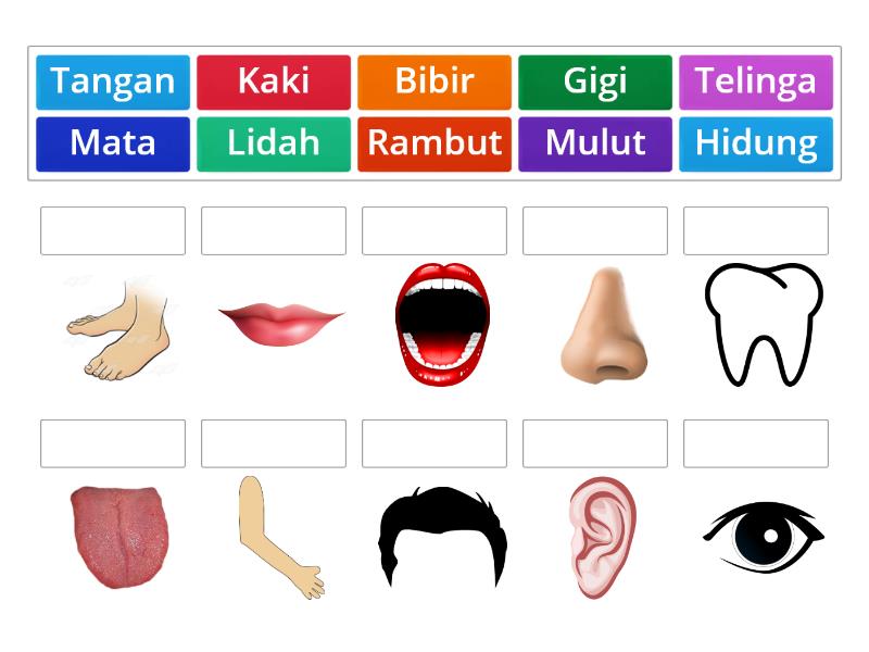 Bagian Tubuh Manusia - Match up