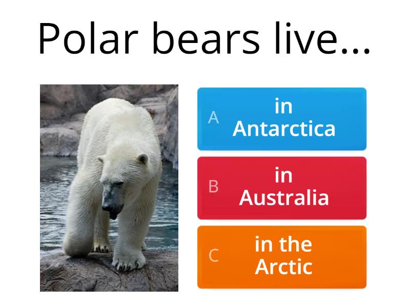 Polar Bears Quiz