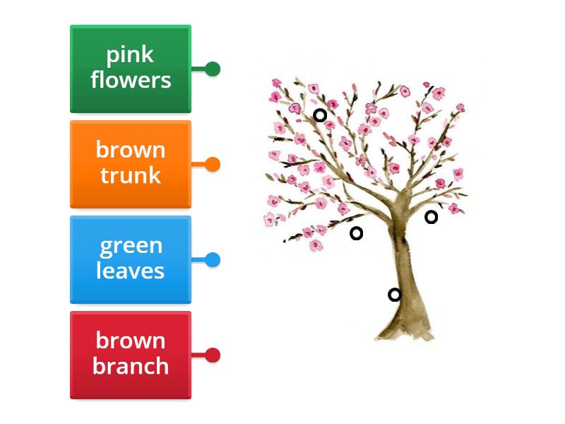 Almond tree parts - Labelled diagram