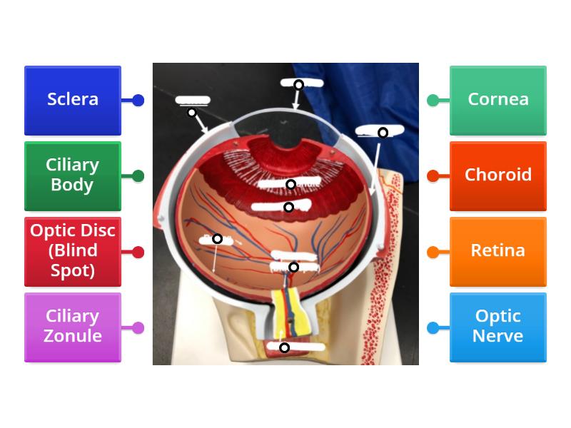 Eye 8 - Labelled diagram