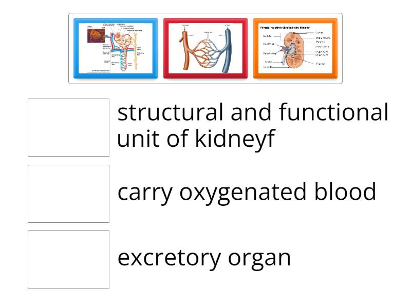 Biology - Match up