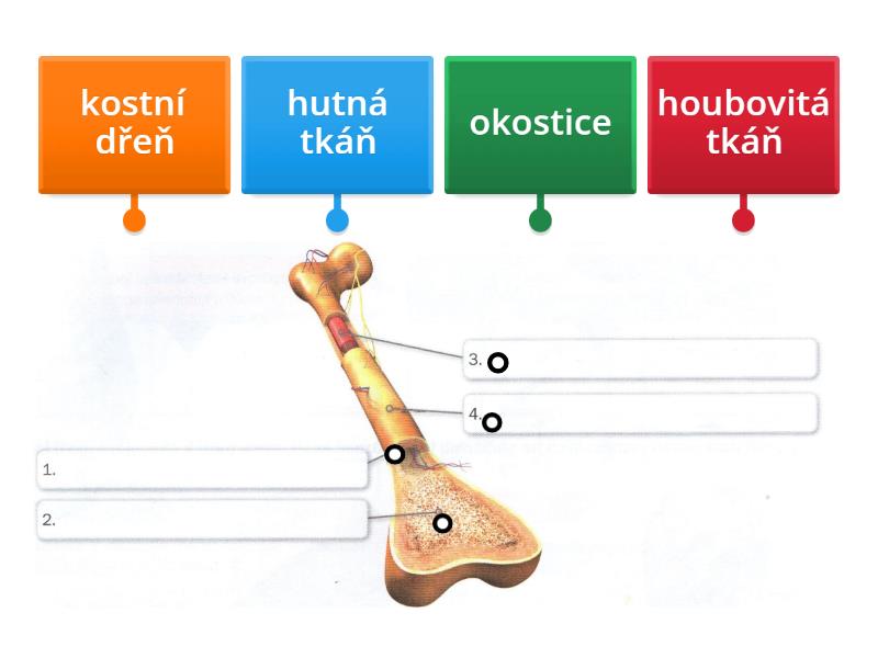 Stavba Kosti Labelled Diagram