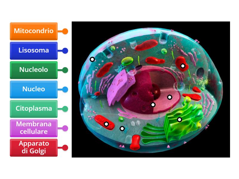 PARTI DELLA CELLULA (GIOCO PER ALICE) - Labelled diagram