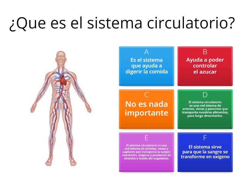 El Sistema Circulatorio - Quiz