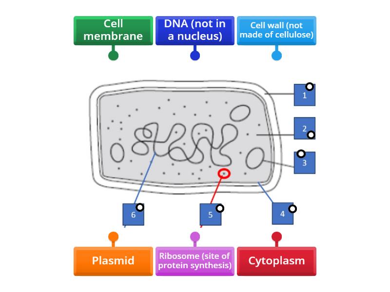 Bacterial (prokaryotic cell) labelling - Labelled diagram