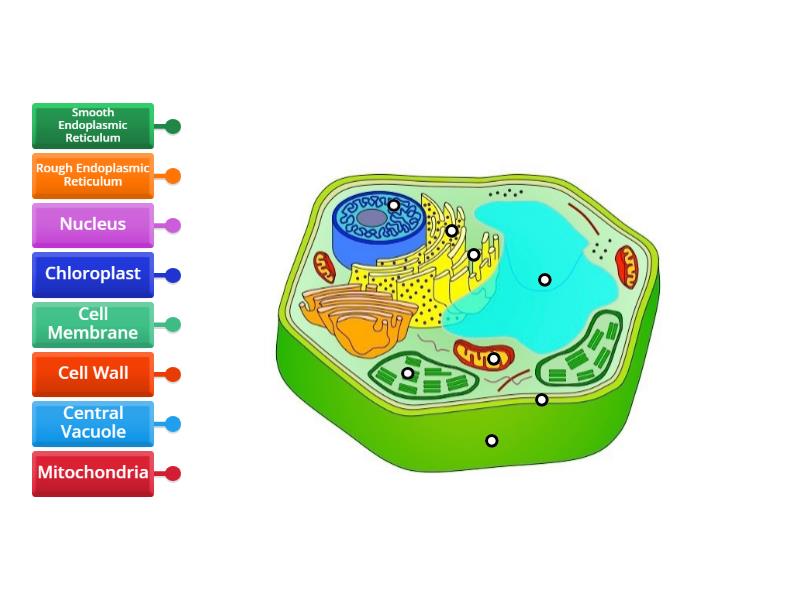 Parts of a plant cell - Labelled diagram