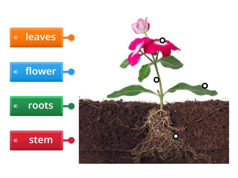 Parts of a plant - Labelled diagram