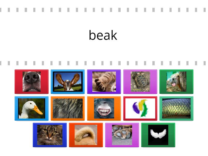 MB Animal parts/Coverings Find photo - Find the match