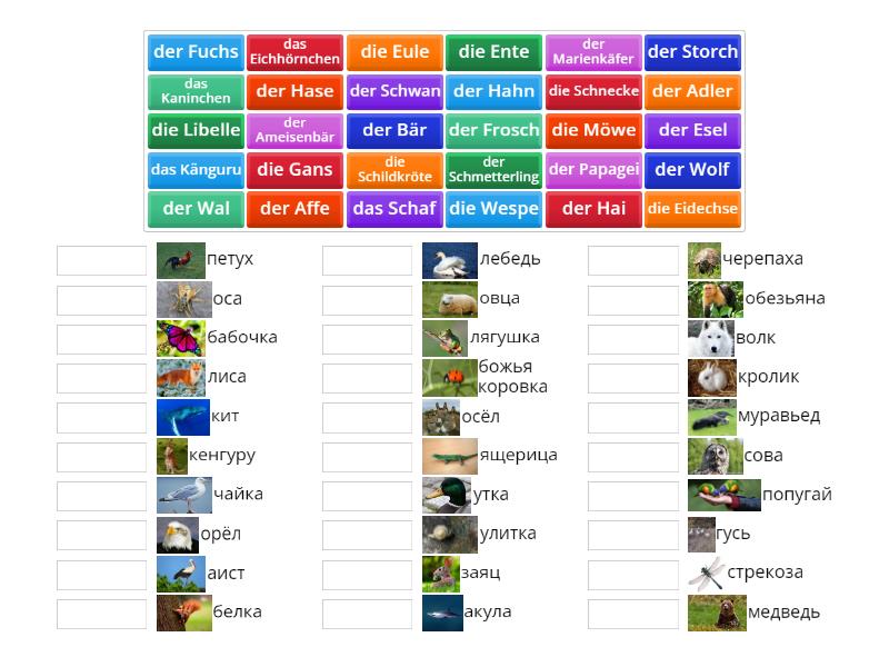 Tiere Quiz - Match up