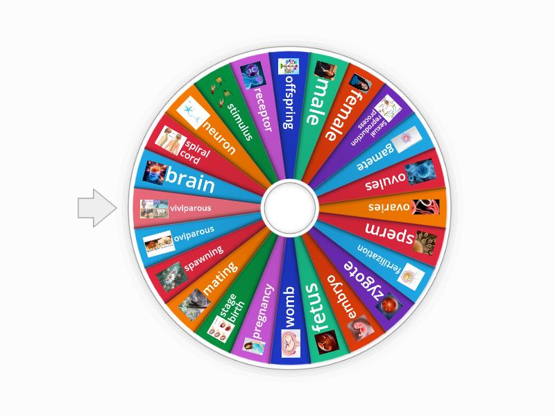 6 to Science Vocabulary - Random wheel