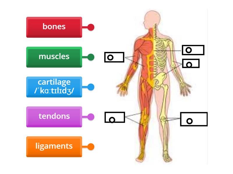 Musculoskeletal System - Labelled diagram