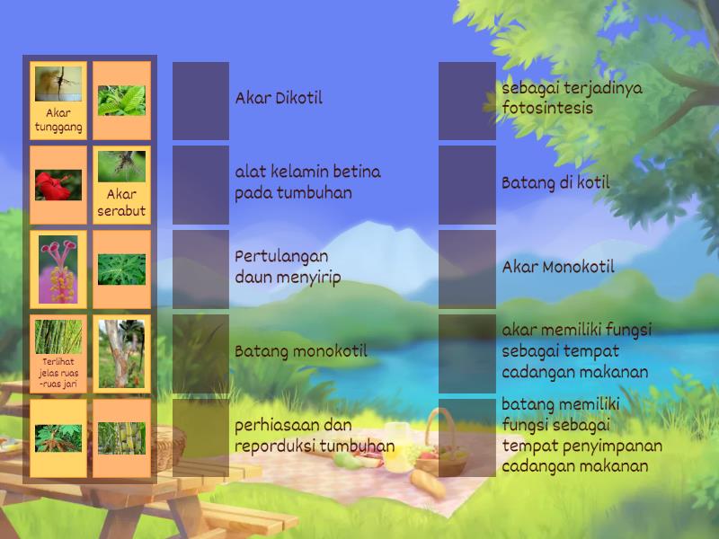 Struktur Dan Fungsi Organ Tumbuhan - Match Up