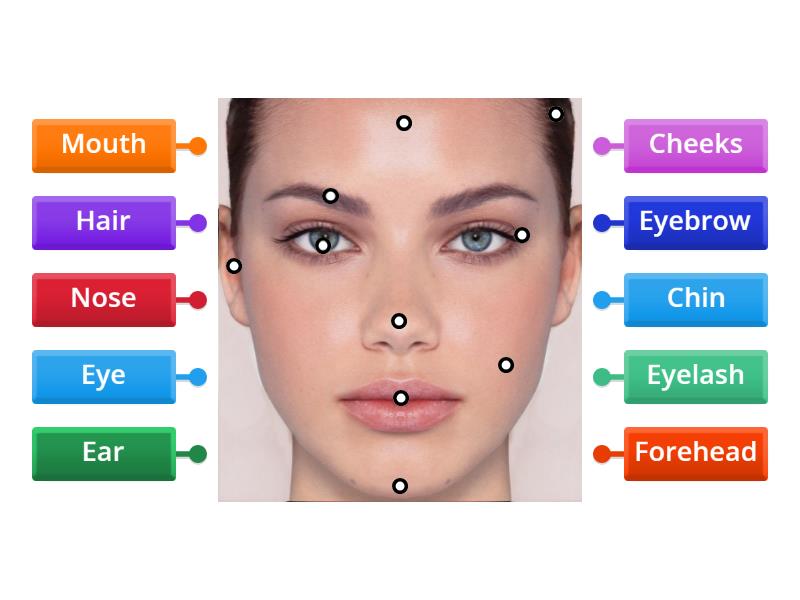 Face Vocabulary - Labelled diagram