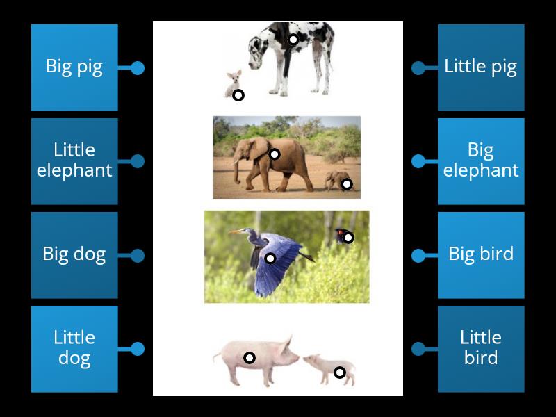 Big And Little Animals Labeling Labelled Diagram