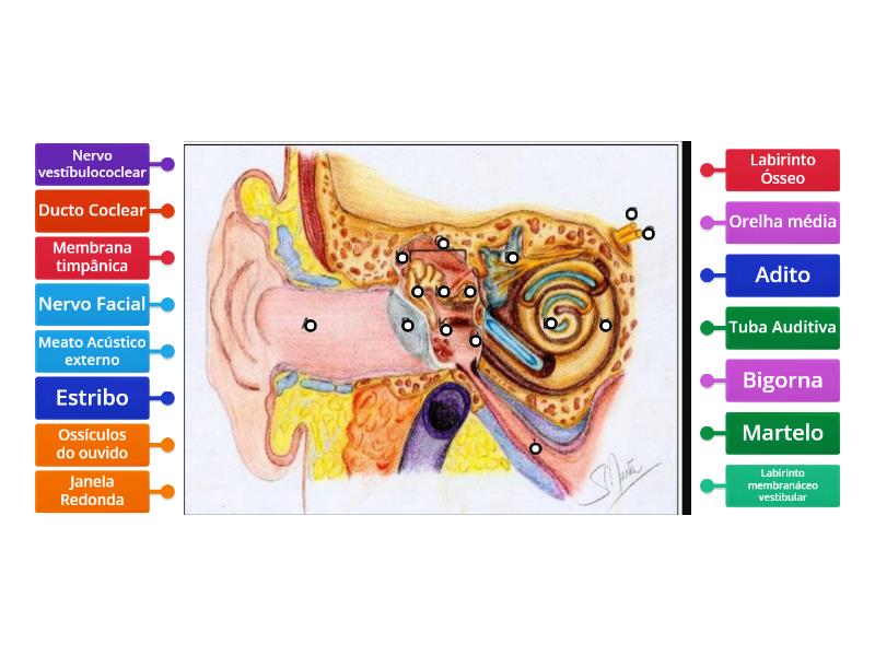 Anatomia do ouvido - Labelled diagram