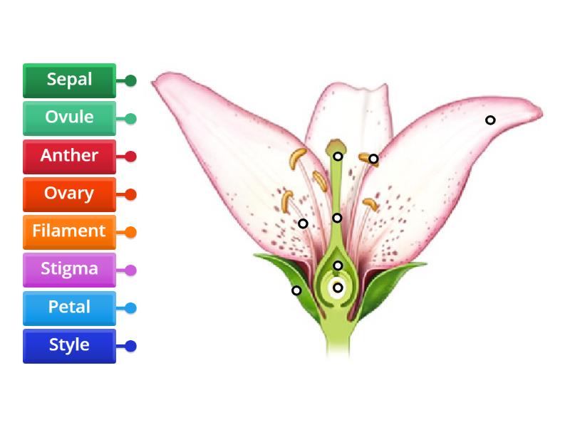 P5RT Identify the parts of a flower - Labelled diagram
