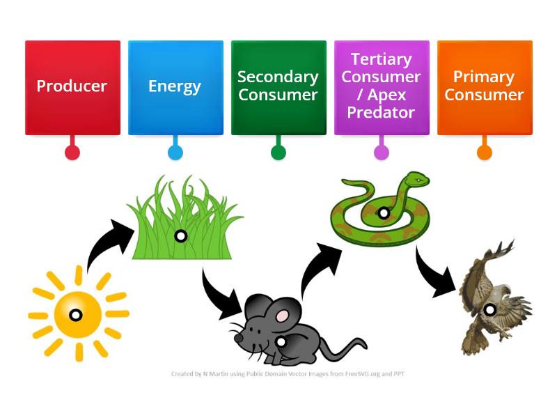 simple-food-chain-labelled-diagram