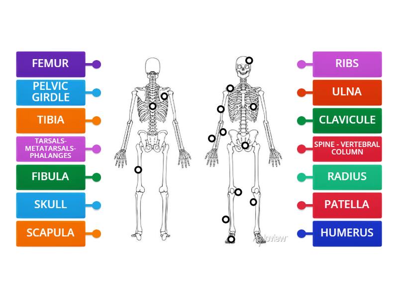 Labelled diagram Biology Diagrams