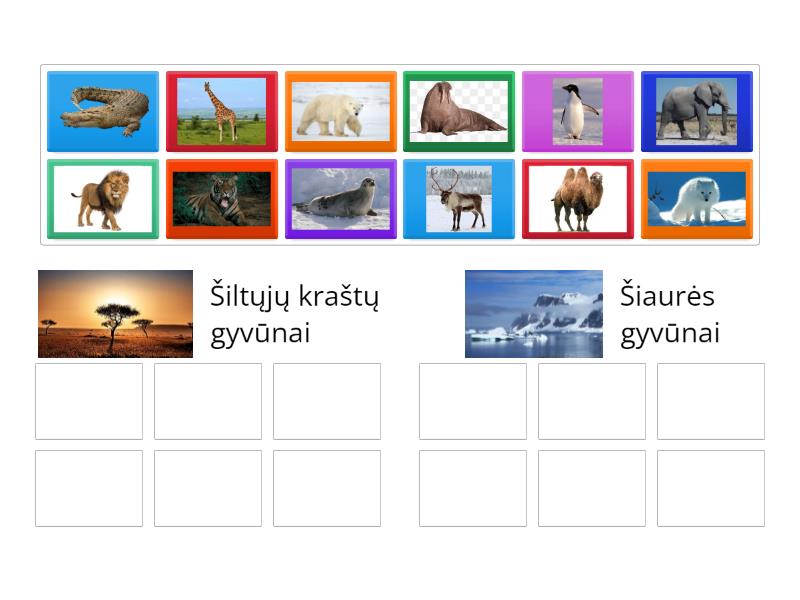 Šiaurės ir šiltųjų kraštų gyvūnai - Group sort