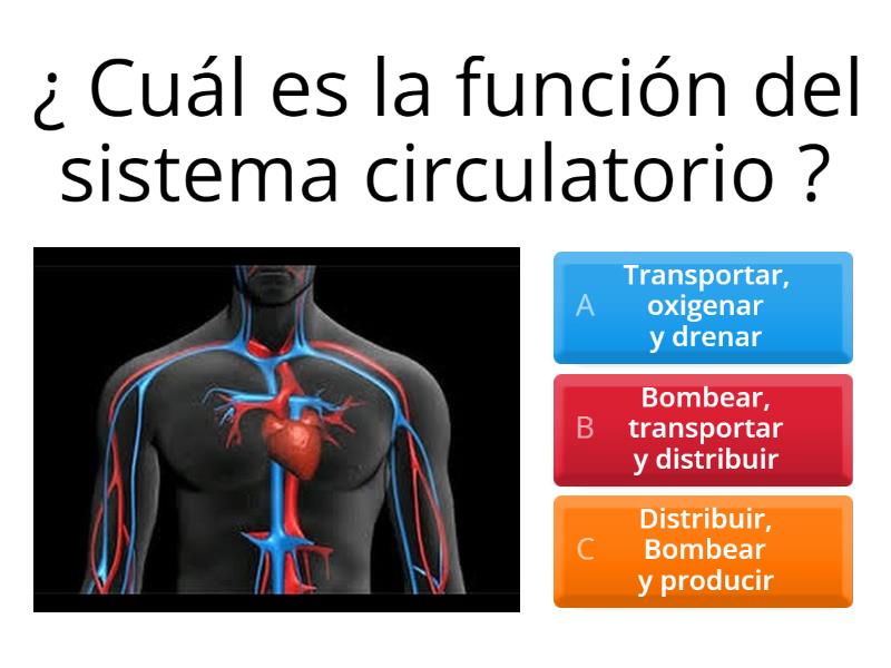 Sistema Circulatorio - Quiz